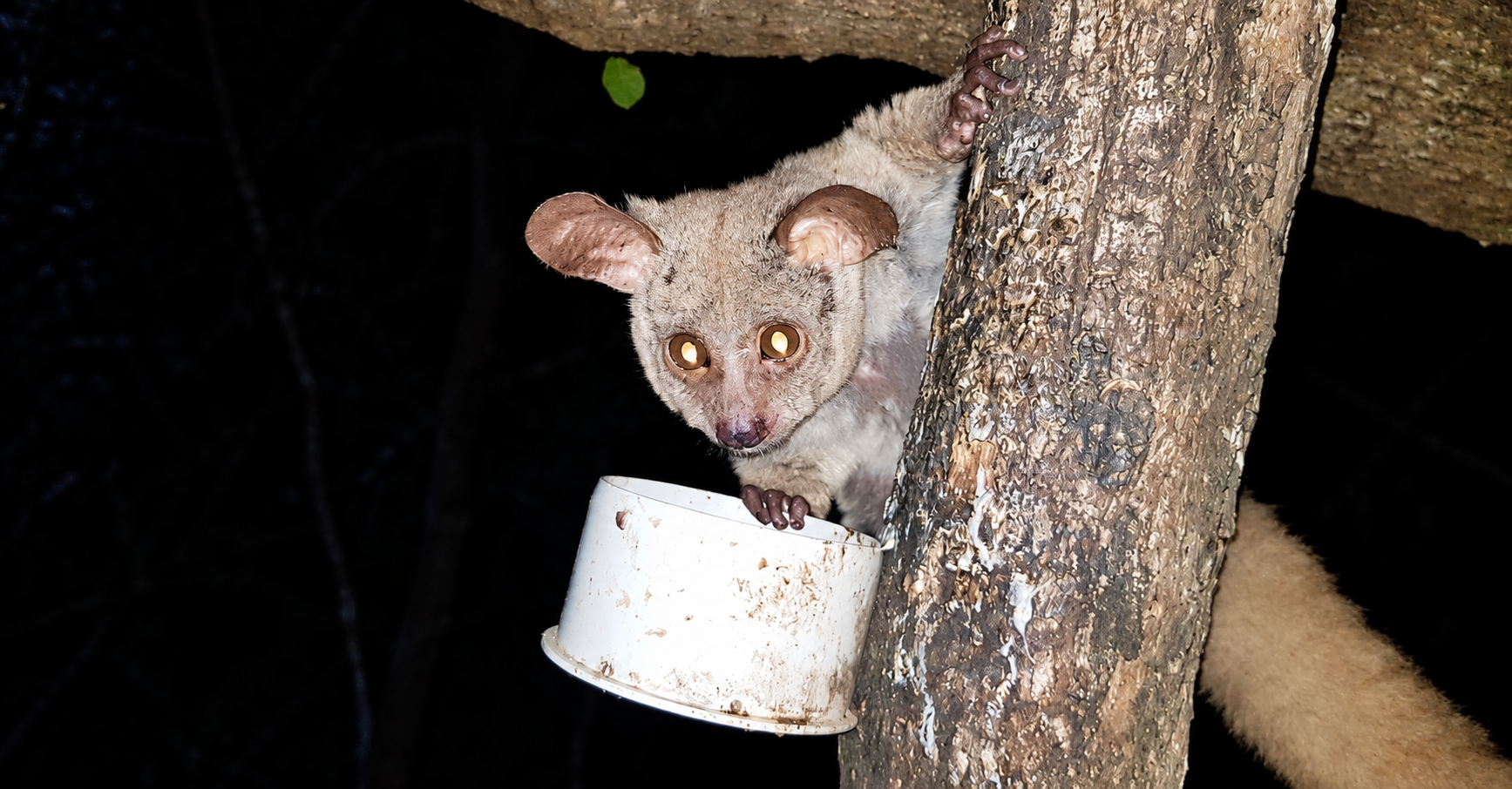 A bushbaby holding onto a tree at night