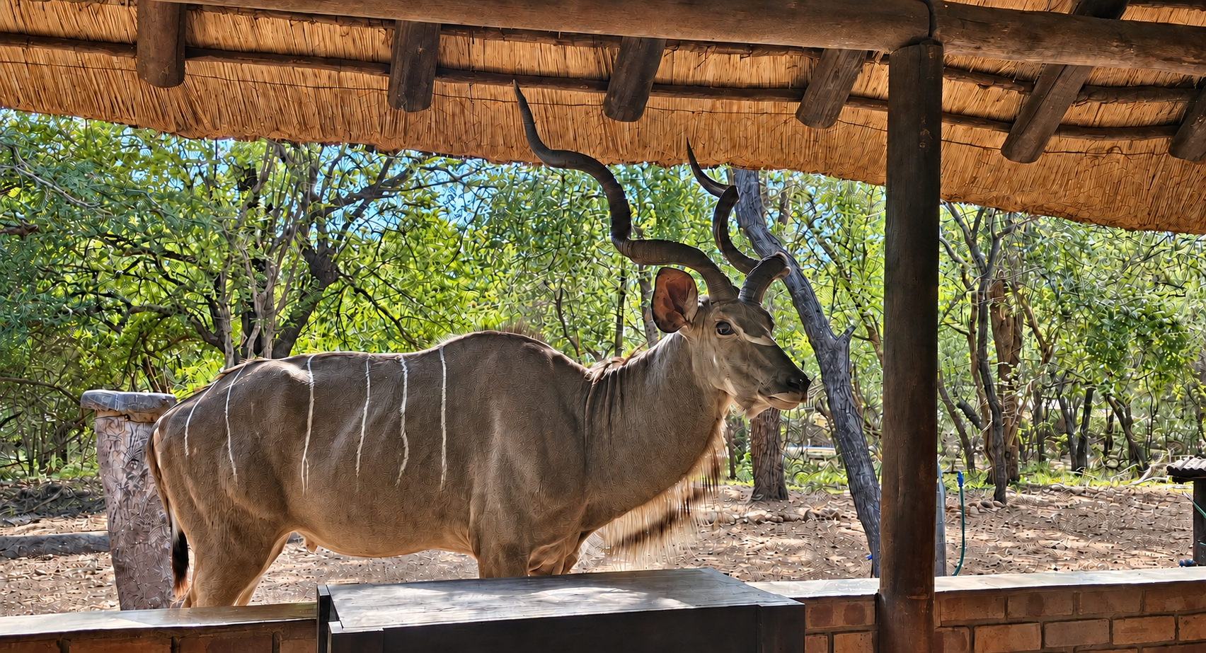A kudu beside the thatched lodge patio