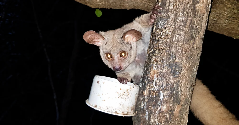 A bushbaby holding onto a tree at night