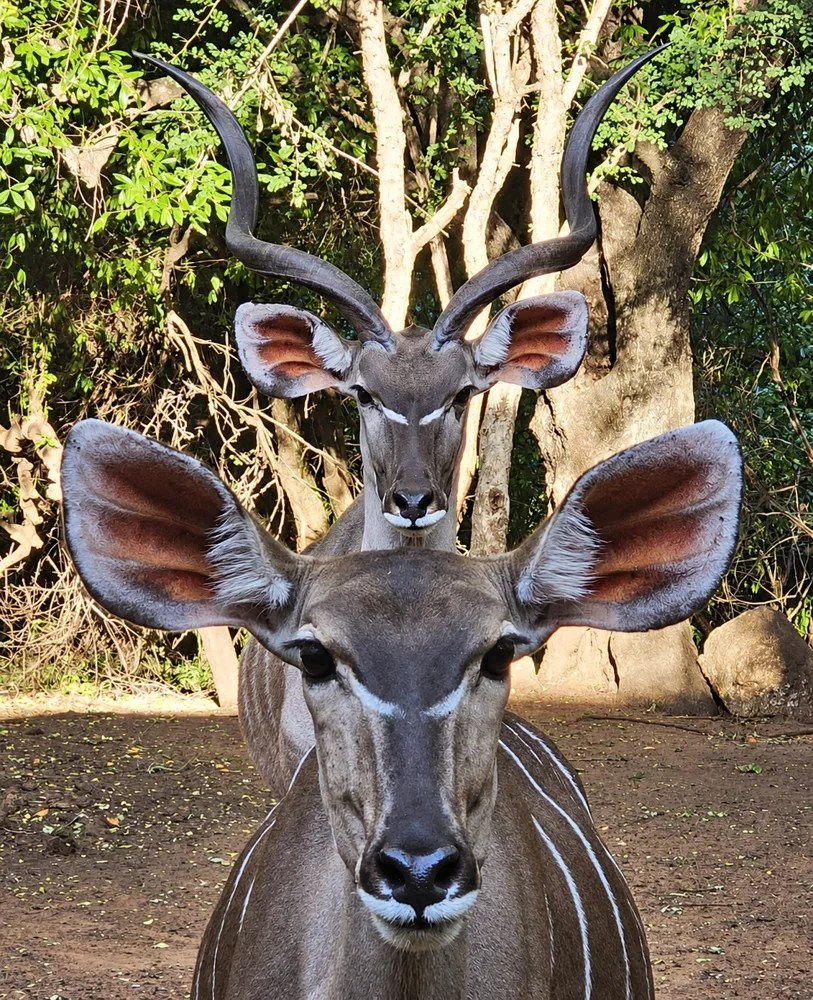 Two kudus looking towards the camera