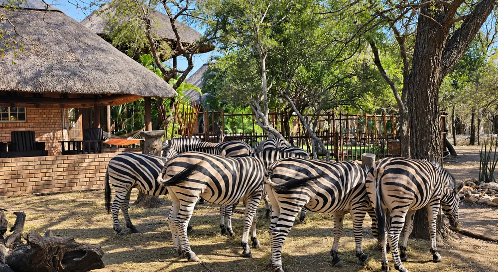 Zebras gathered beside a thatched lodge